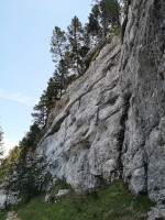 Arbres accrochés à la falaise